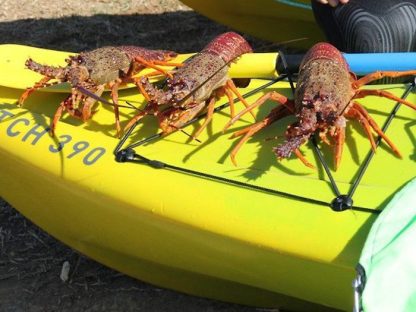 crayfish on deck of sit-on-top kayak